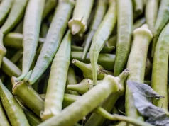 Garantia-Safra: veja lista dos que receberão pagamento em abril