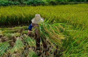Garantia de direitos trabalhistas no campo ainda enfrenta desafios
