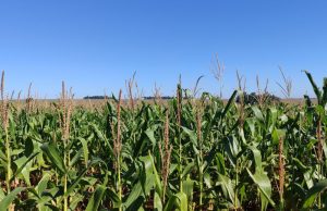 Milho segunda safra mantém cenário favorável em Mato Grosso do Sul