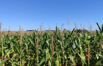 Milho segunda safra mantém cenário favorável em Mato Grosso do Sul