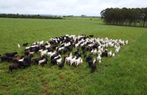 Iagro alerta produtores sobre risco de hipotermia em rebanhos durante frente fria