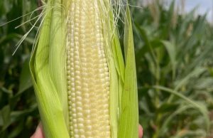 Plantio do milho segunda safra foi concluído em Mato Grosso do Sul