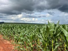 Milho segunda safra mantém bom potencial produtivo em Mato Grosso do Sul