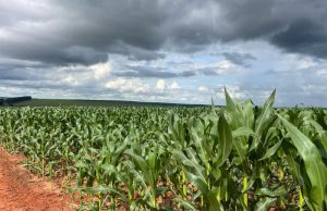 Milho segunda safra mantém bom potencial produtivo em Mato Grosso do Sul