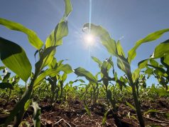 Crédito rural recua 39,5% em abril