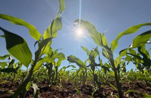 Crédito rural recua 39,5% em abril