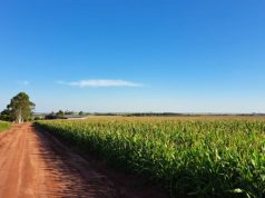 Produzir um hectare de milho custa mais de R$ 4,8 mil em MS