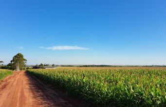 Produzir um hectare de milho custa mais de R$ 4,8 mil em MS