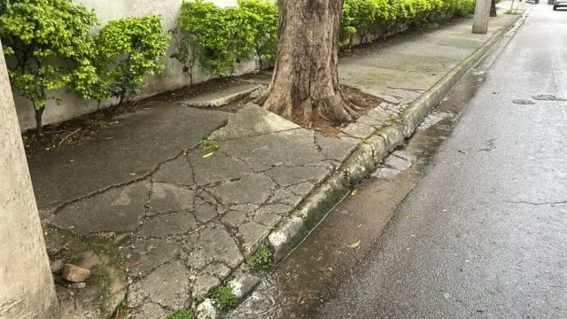 calçada arvore