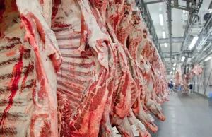 Governo federal promete reverter veto da UE a carnes e animais brasileiros