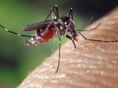 Confirmada em Dourados a 12ª morte por complicações da chikungunya; há mais 2 óbitos suspeitos