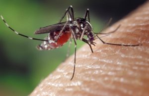 Confirmada em Dourados a 12ª morte por complicações da chikungunya; há mais 2 óbitos suspeitos