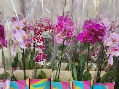Flores para Dia das Mães subiram quase 60%; veja preços em pesquisa do Procon de Dourados