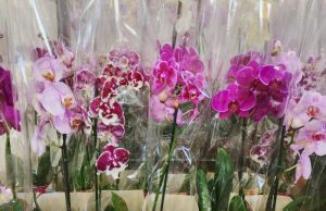 Flores para Dia das Mães subiram quase 60%; veja preços em pesquisa do Procon de Dourados