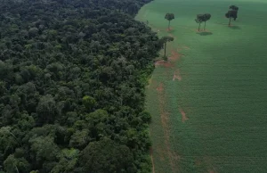 Brasil reduz em 42% perdas florestais em 2025, aponta estudo
