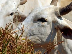 União Europeia veta compra de carne brasileira a partir de setembro