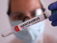 Hantavírus: OMS confirma oito casos de cepa que causou surto em navio