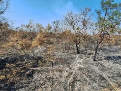 Mudanças climáticas já afetam 85% dos brasileiros, diz pesquisa