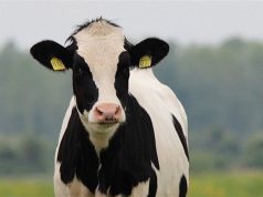 Exportações de carne bovina atingem recorde