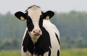 Exportações de carne bovina atingem recorde