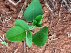 Vazio sanitário da soja já está em vigor em Mato Grosso do Sul