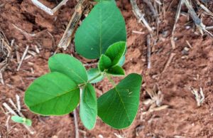 Vazio sanitário da soja já está em vigor em Mato Grosso do Sul