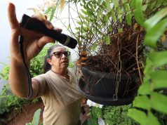Eliminar criadouros é essencial contra o Aedes aegypti