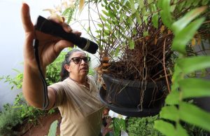 Eliminar criadouros é essencial contra o Aedes aegypti