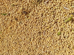 MS tem espaço para ampliar processamento da soja, aponta estudo