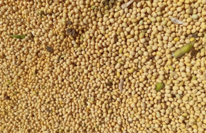 MS tem espaço para ampliar processamento da soja, aponta estudo