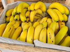 Da tentativa ao sucesso: banana vira destaque na Tecnofam