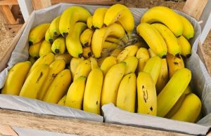 Da tentativa ao sucesso: banana vira destaque na Tecnofam
