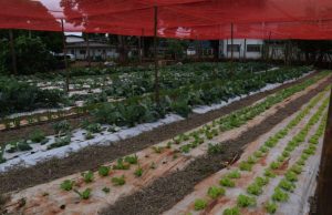 Tecnologia no campo aproxima jovens da ciência em assentamento de MS