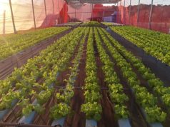 Fundect leva inovação e produtividade ao campo em Naviraí