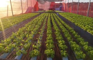 Fundect leva inovação e produtividade ao campo em Naviraí