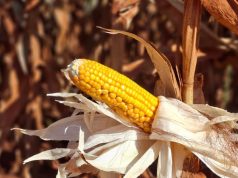 Colheita do milho registra atraso e alcança apenas 0,1% da área cultivada em MS