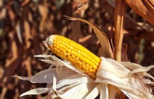 Colheita do milho registra atraso e alcança apenas 0,1% da área cultivada em MS
