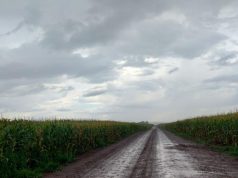 Chuva atrasa o avanço da colheita do milho em Mato Grosso do Sul