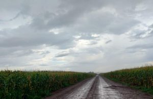 Chuva atrasa o avanço da colheita do milho em Mato Grosso do Sul
