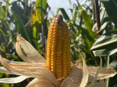 Colheita do milho avança lentamente em Mato Grosso do Sul