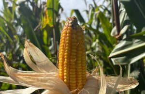 Colheita do milho avança lentamente em Mato Grosso do Sul