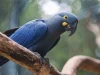 Lista de fauna ameaçada tem 180 animais incluídos e 150 retirados
