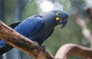 Lista de fauna ameaçada tem 180 animais incluídos e 150 retirados