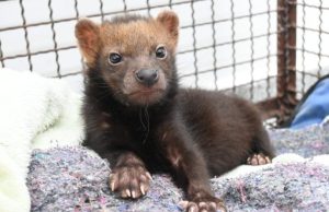 Filhote de cachorro-vinagre marca avanço na conservação da espécie