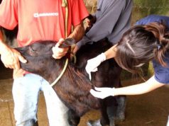 Iagro mantém prazos para vacinação contra brucelose em MS