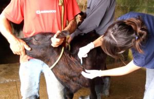 Iagro mantém prazos para vacinação contra brucelose em MS