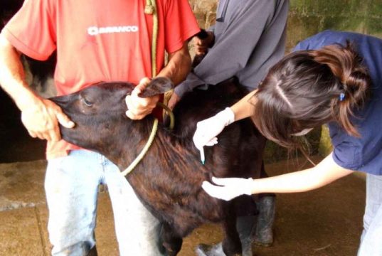 Iagro mantém prazos para vacinação contra brucelose em MS
