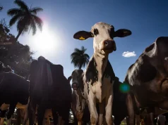 União Europeia oficializa veto a carne brasileira a partir de setembro