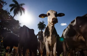 União Europeia oficializa veto a carne brasileira a partir de setembro