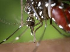 Dourados confirma 15ª morte por complicações da chikungunya; 11 vítimas eram indígenas